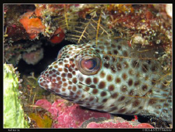 Epinephelus tauvina. Canon G10 & Inon D2000. by Bea & Stef Primatesta 